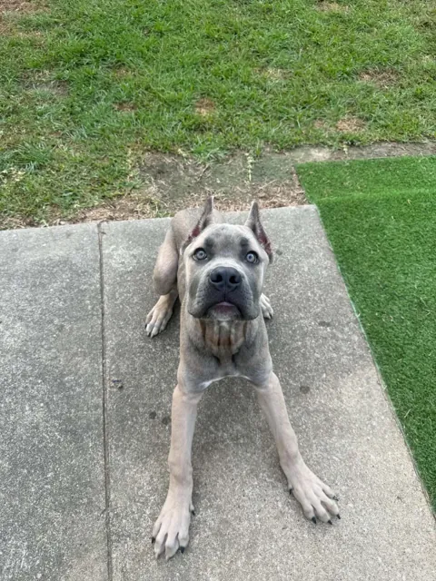 A dog at Unleashed Canine in Nederland, TX