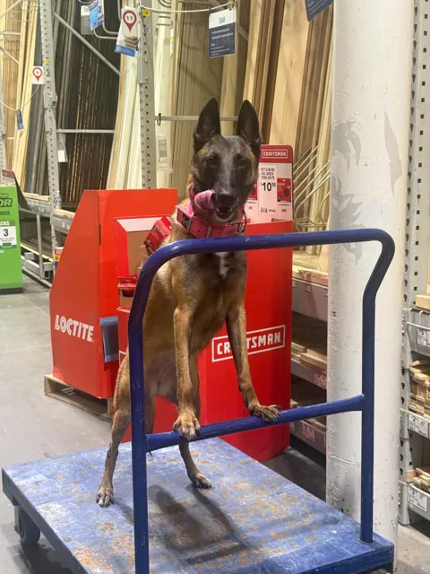 A dog at Unleashed Canine in Nederland, TX