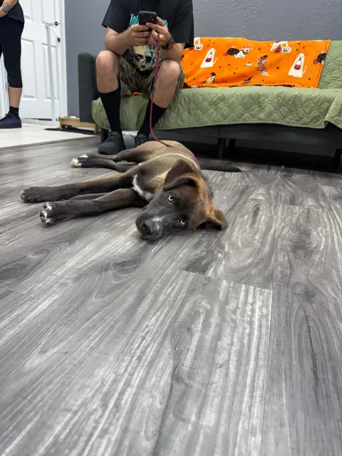 A dog at Unleashed Canine in Nederland, TX
