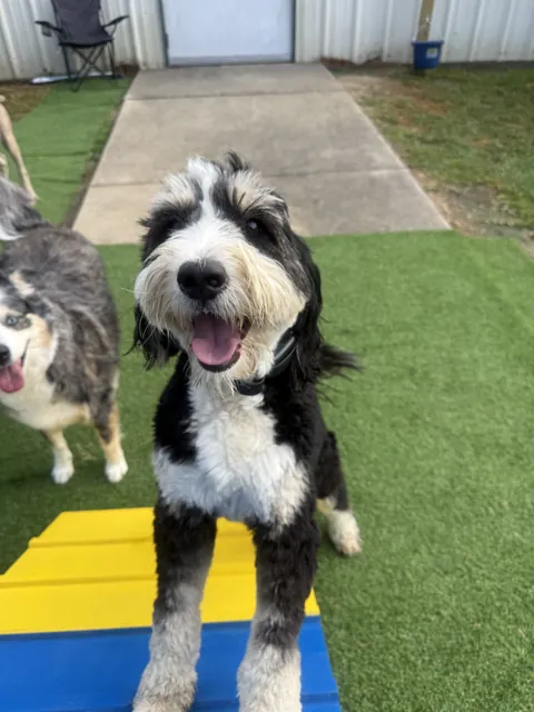 A dog at Unleashed Canine in Nederland, TX