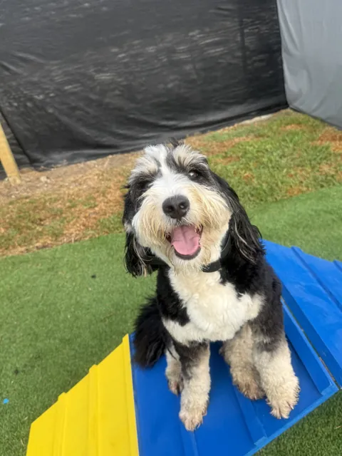 A dog at Unleashed Canine in Nederland, TX