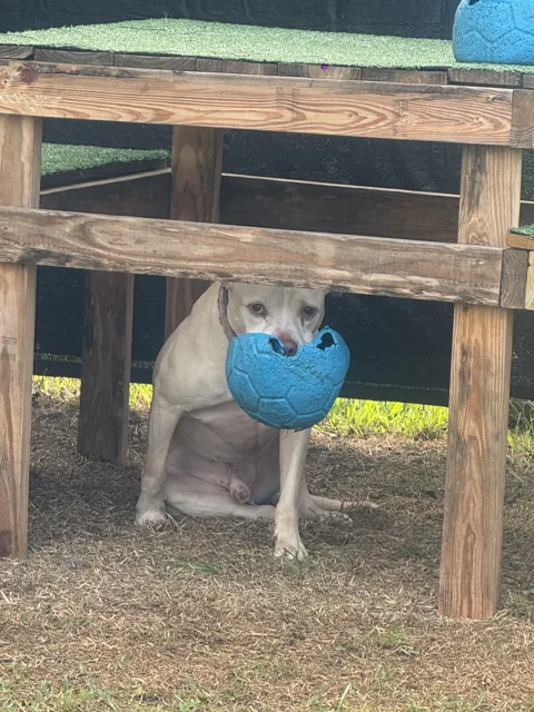 A dog at Unleashed Canine in Nederland, TX