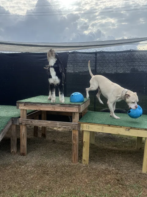A dog at Unleashed Canine in Nederland, TX