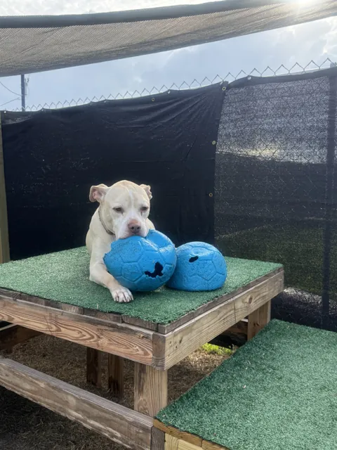 A dog at Unleashed Canine in Nederland, TX