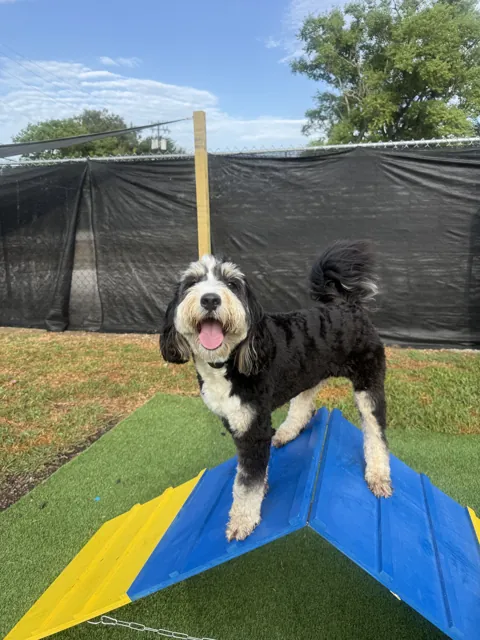 A dog at Unleashed Canine in Nederland, TX