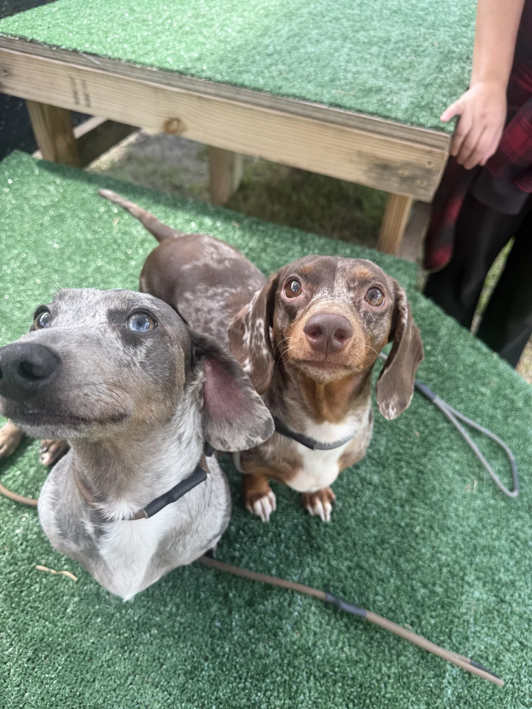 Two dogs enjoying doggy daycare at Unleashed Canine in Nederland, TX