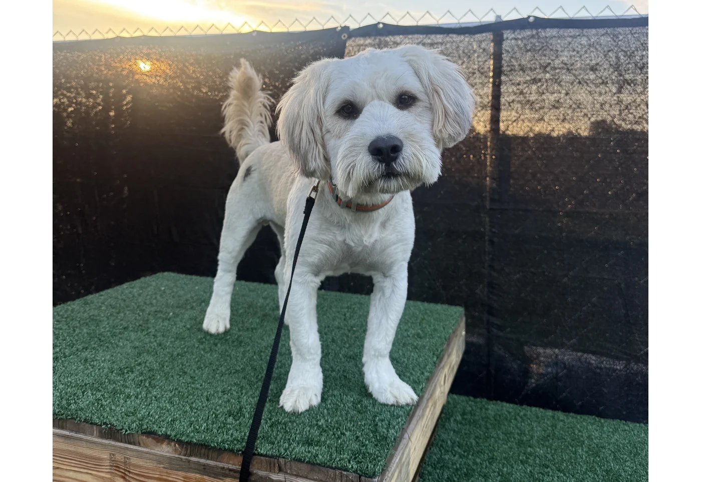 A dog on the training platform at Unleashed Canine in Nederland, TX