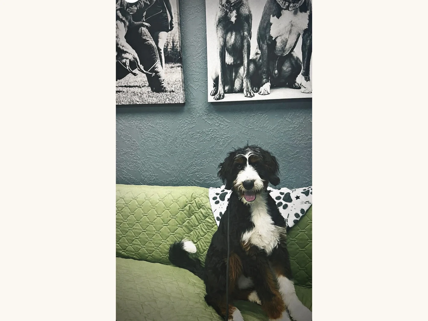 Inside Unleashed Canine, our lobby in Nederland, TX